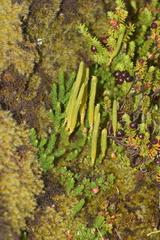 Austrolycopodium