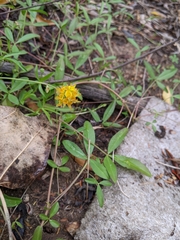 Crotalarieae