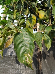 Trichanthera gigantea