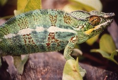 Furcifer pardalis