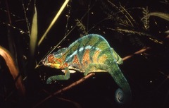Furcifer pardalis