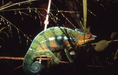 Furcifer pardalis