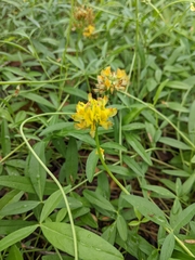 Crotalarieae
