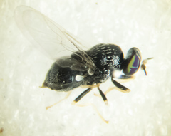 Cosmariomyia pallidipennis