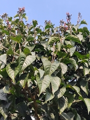 Trichanthera gigantea