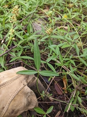 Crotalarieae