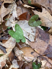 Hexastylis arifolia
