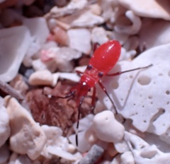 Dysdercus fulvoniger