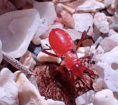 Dysdercus fulvoniger