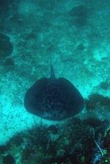 Taeniurops meyeni