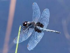Celithemis martha
