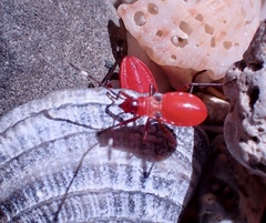 Dysdercus fulvoniger