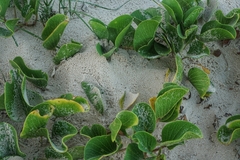 Ipomoea pes-caprae brasiliensis