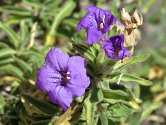 Ruellia californica californica