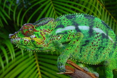 Furcifer pardalis