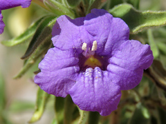 Ruellia californica californica