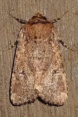 Eriopygini