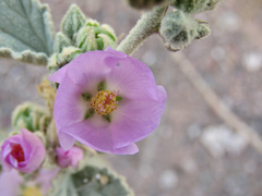 Sphaeralcea axillaris