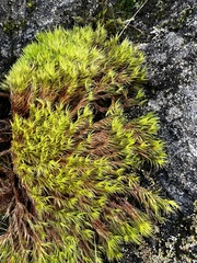 Racomitrium aciculare