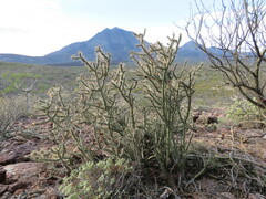 Cylindropuntia