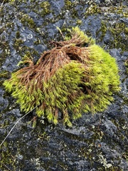 Racomitrium aciculare