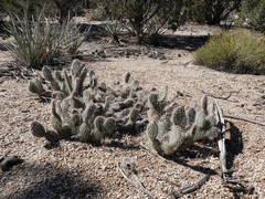 Opuntia diploursina