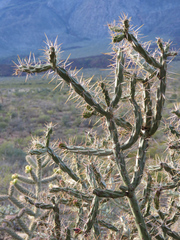 Cylindropuntia