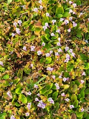 Lindernia grandiflora
