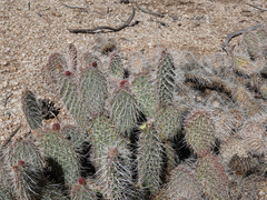 Opuntia diploursina