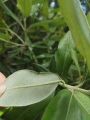 Austropuccinia psidii