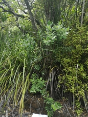 Austropuccinia psidii