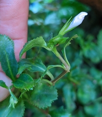 Bonnaya ruelloides