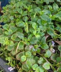 Bonnaya ruelloides