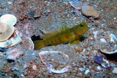 Cryptocentrus sericus