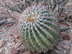 Ferocactus peninsulae