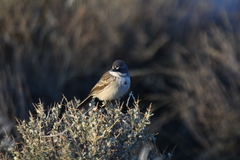 Artemisiospiza nevadensis