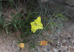 Oenothera lavandulifolia