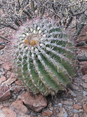 Ferocactus peninsulae