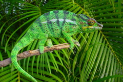 Furcifer pardalis
