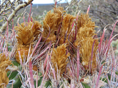 Ferocactus peninsulae