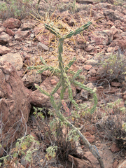 Cylindropuntia molesta