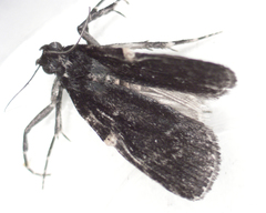 Stericta carbonalis