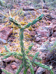 Cylindropuntia molesta