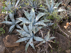 Agave cerulata subcerulata