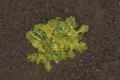 Azorella diversifolia