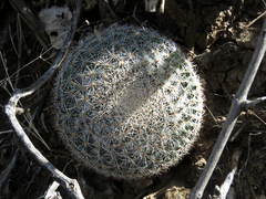 Mammillaria brandegeei