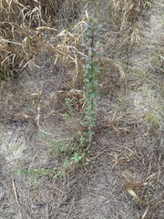 Aloysia gratissima
