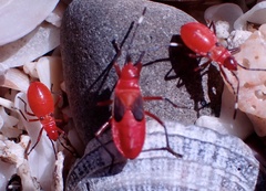 Dysdercus fulvoniger
