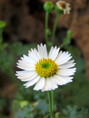 Amauria rotundifolia