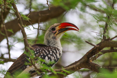 Tockus erythrorhynchus